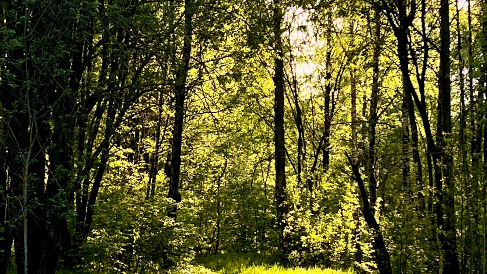 Sunlit forest path through tall evergreen trees